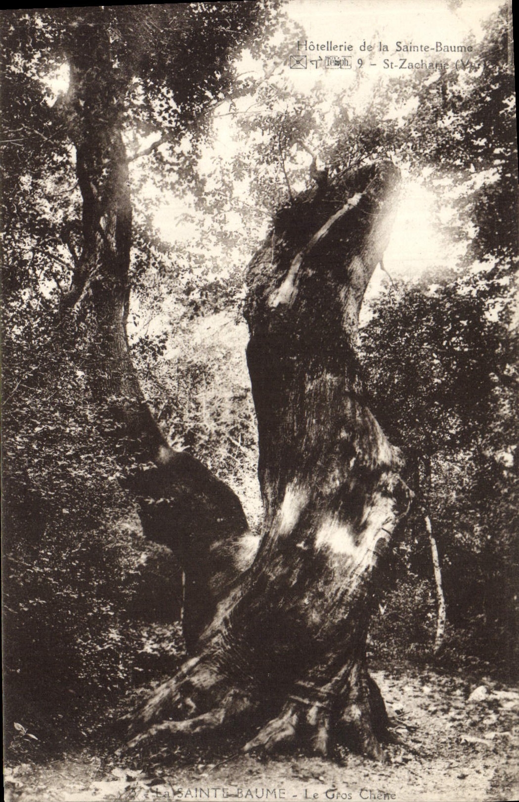 CPA Arbre La Sainte Baume Le gros chene