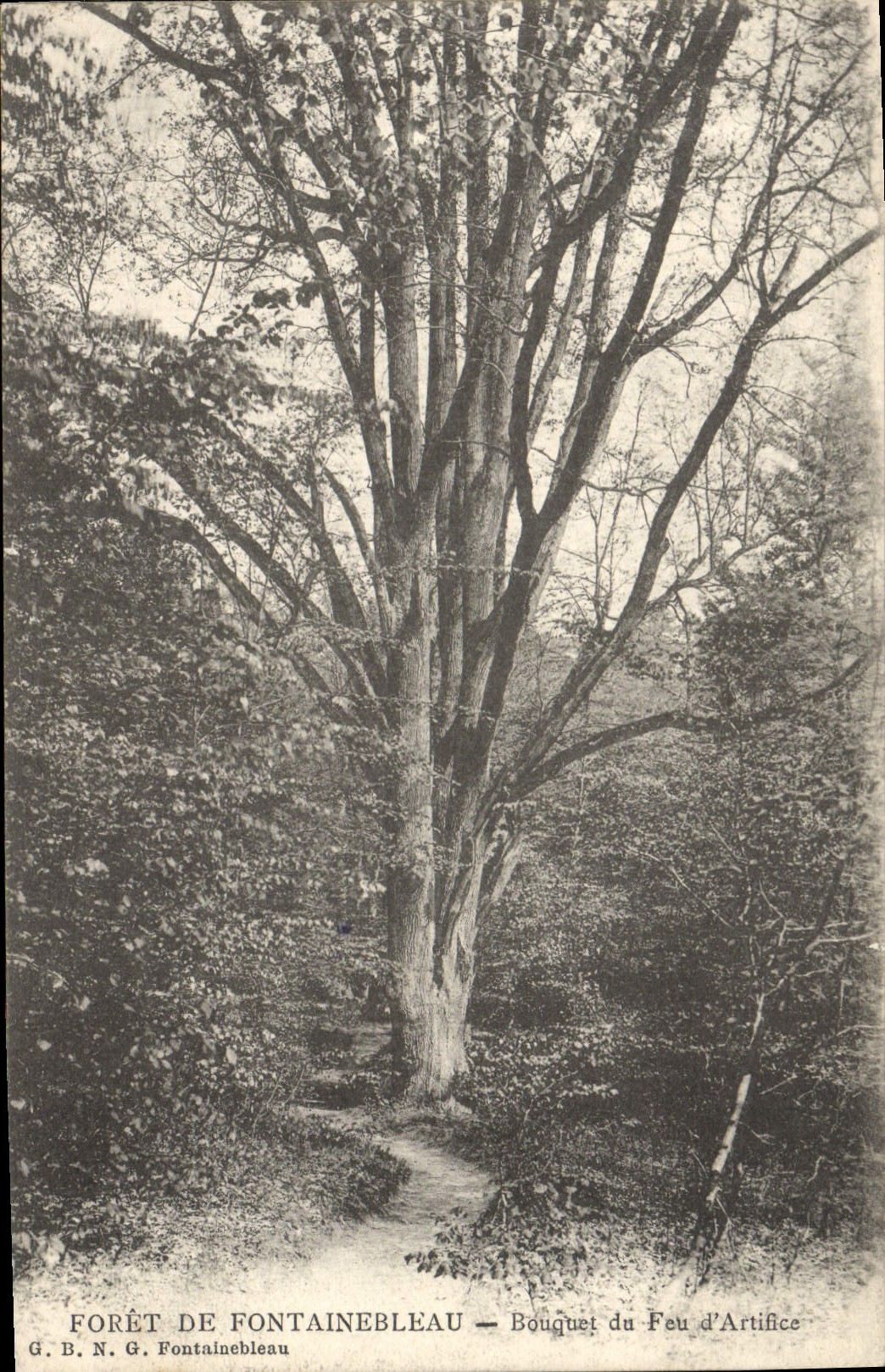 CPA Arbre Foret de Fontainebleau Bouquet du feu d'artificie