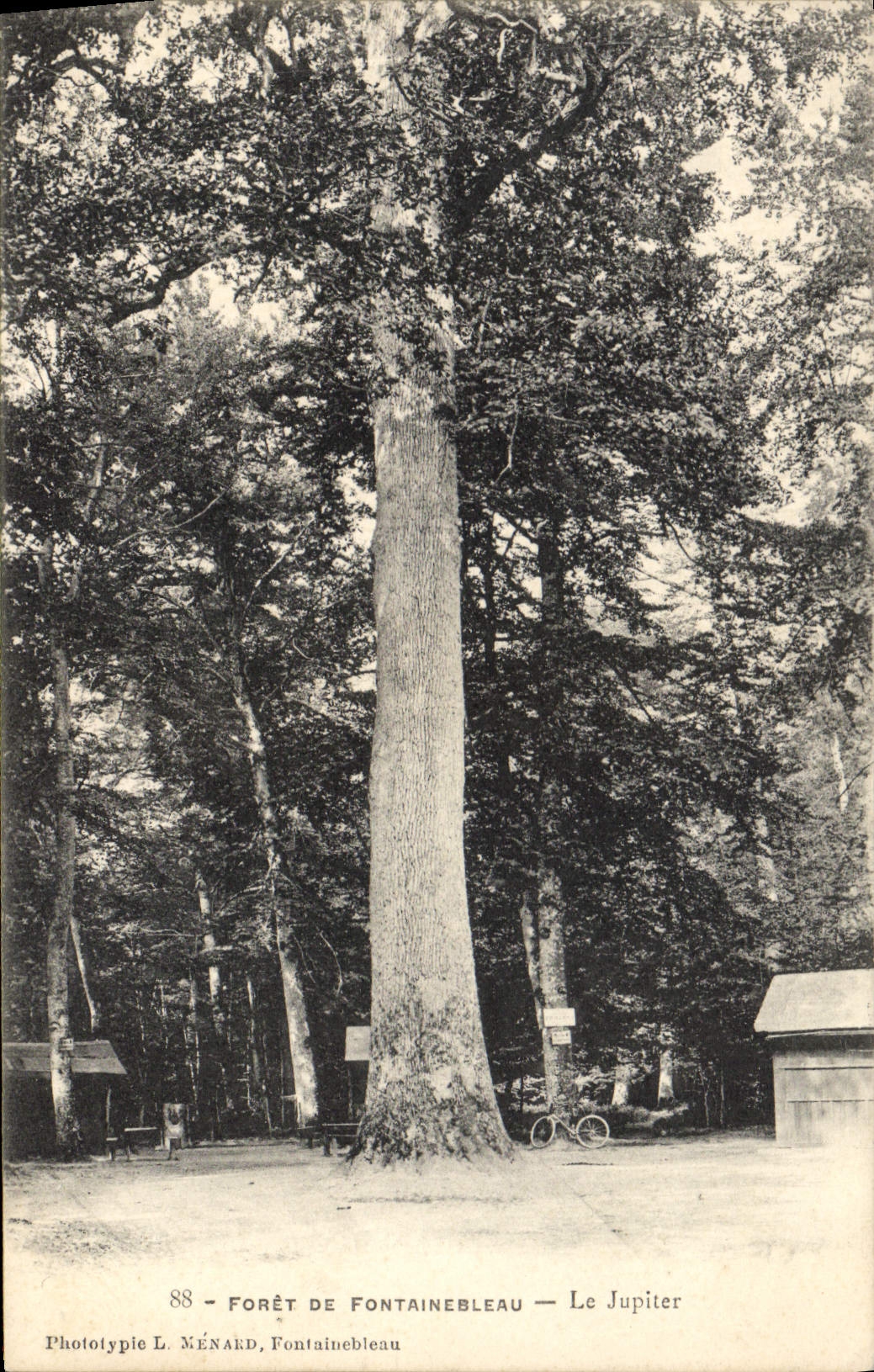 CPA Arbre Foret de Fontainebleau Le Jupiter