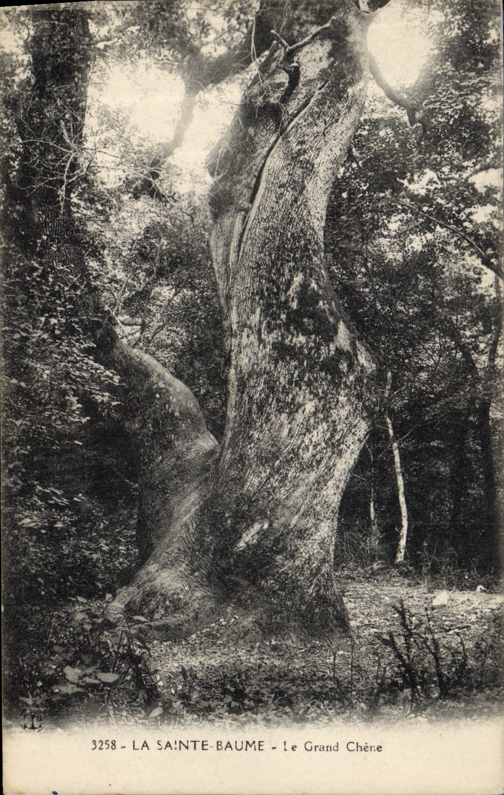 CPA Arbre La Sainte Baume Le grand chene