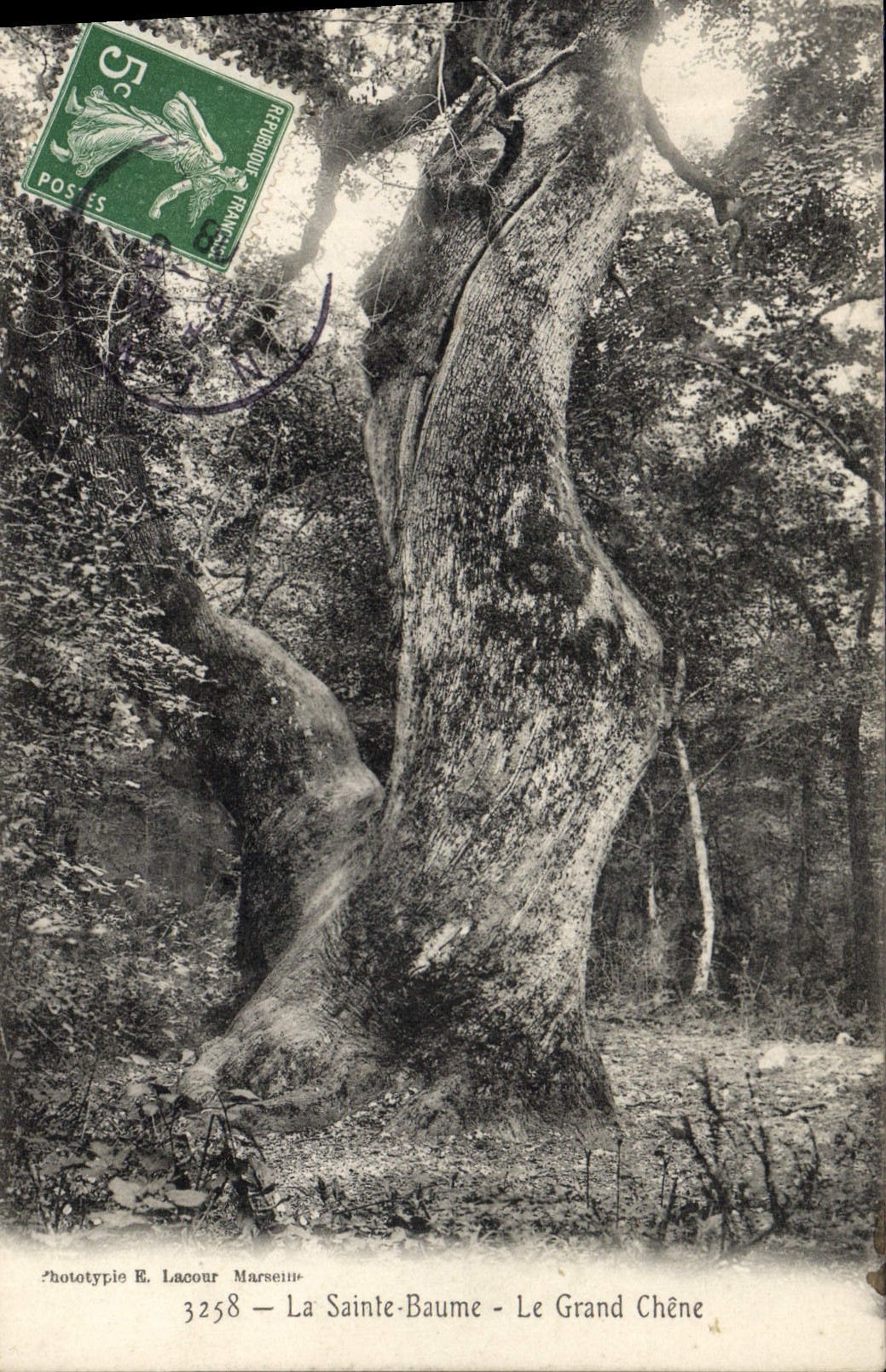 CPA Arbre La Sainte Baume Le grand chene