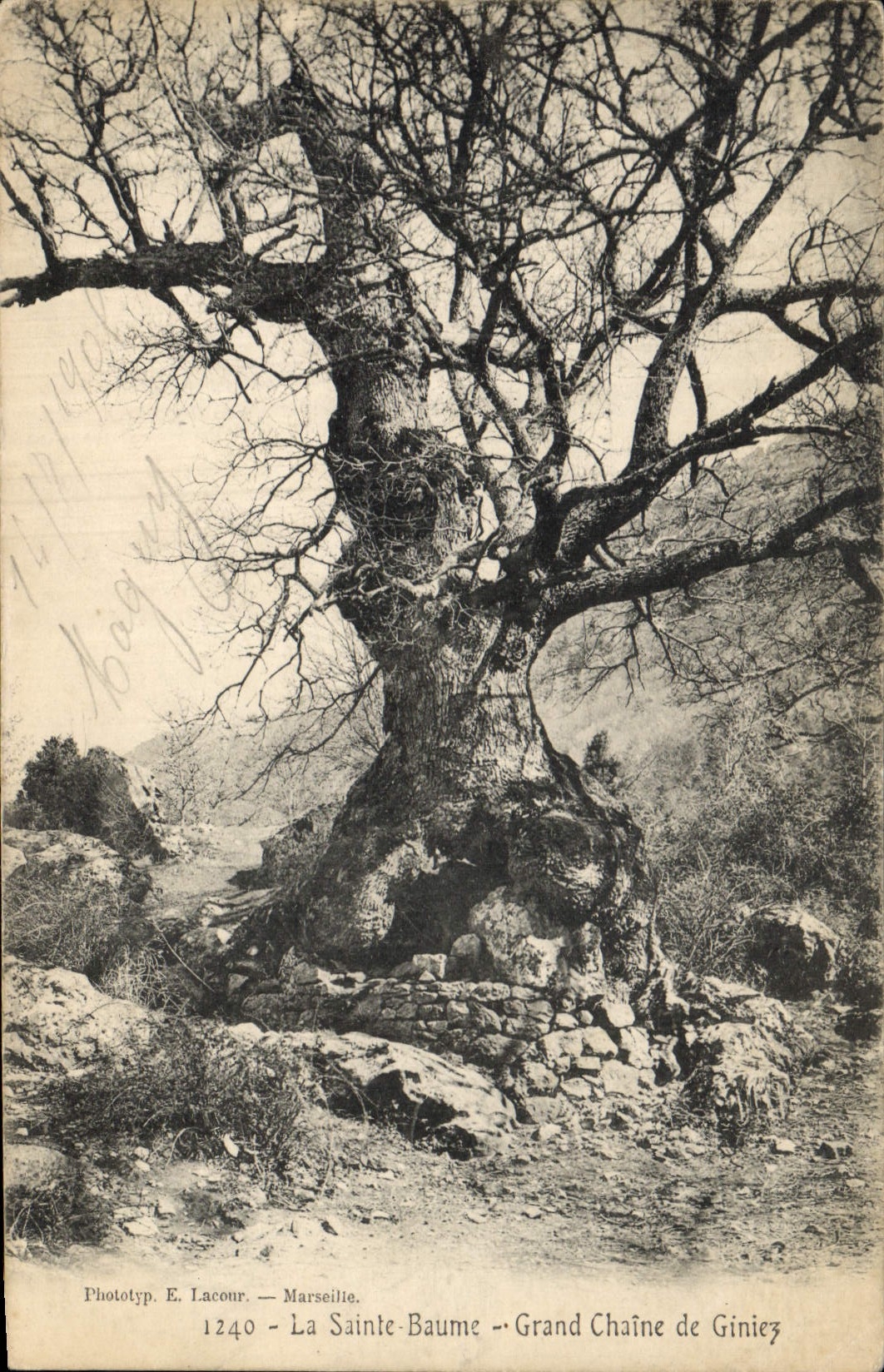 CPA Arbre La Sainte Baume Grand chaine de Giniez