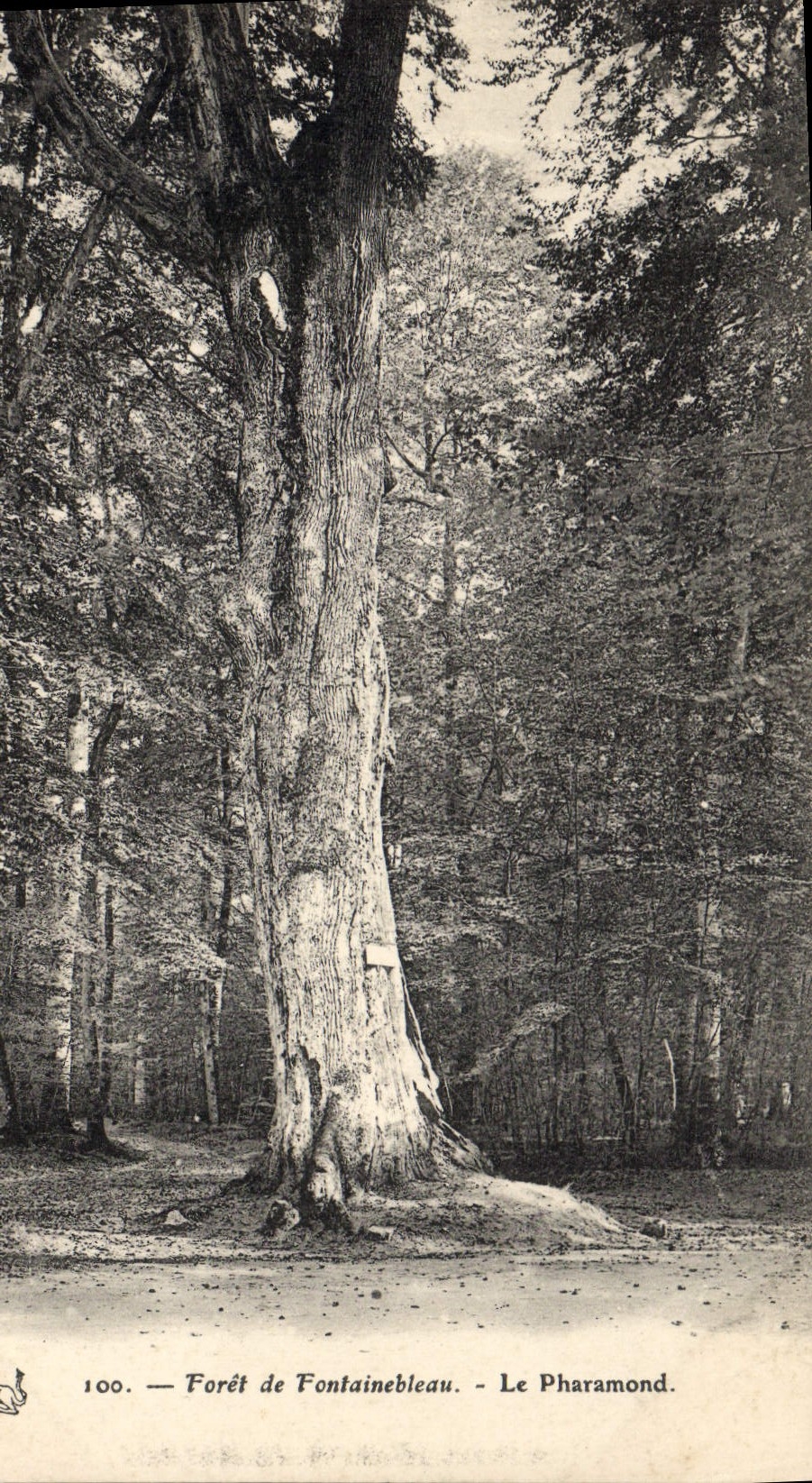 CPA Arbre Foret de Fontainebleau Le Pharamond