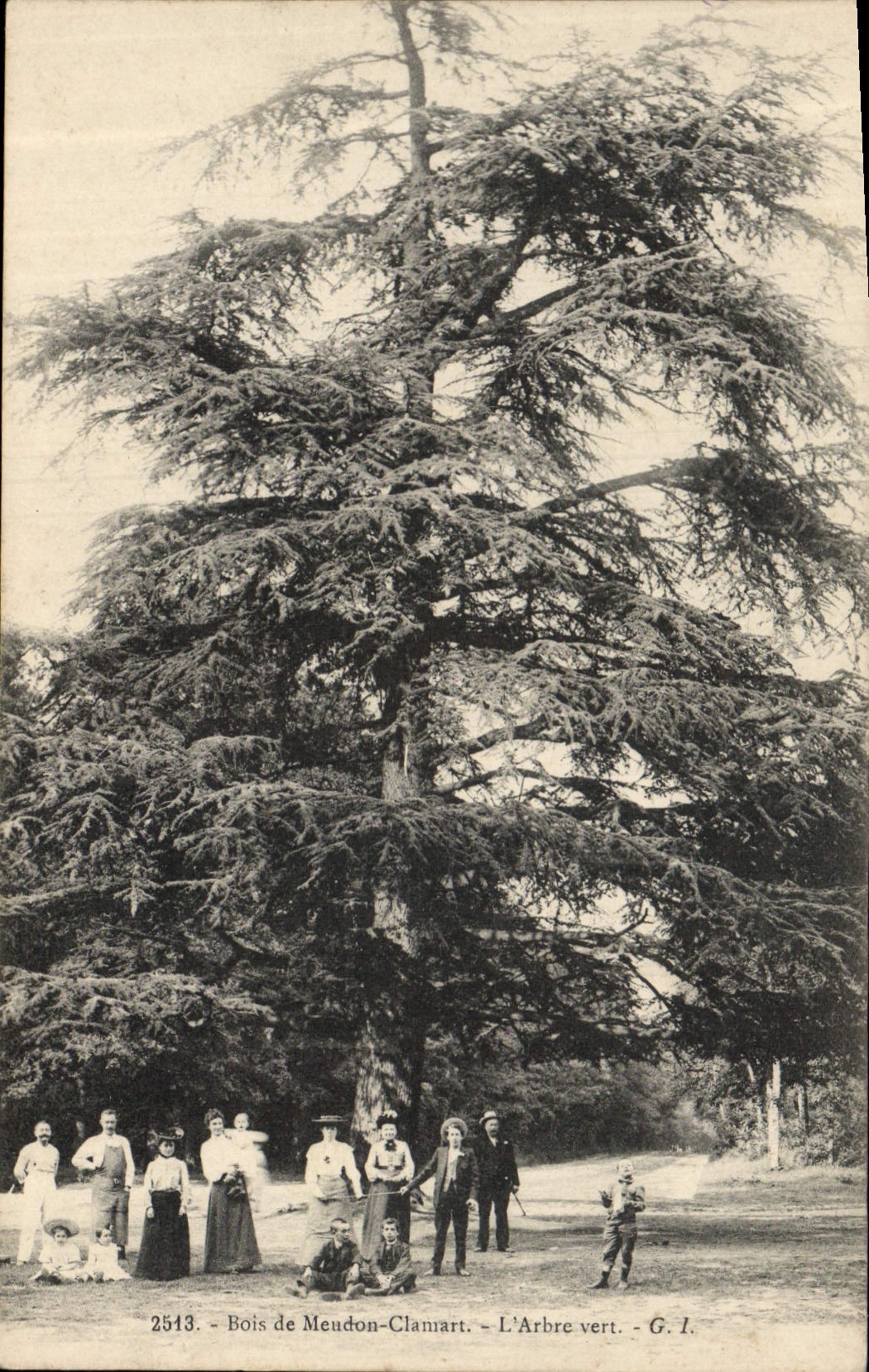 CPA Arbre Bois de Meudon Clamart L'arbre vert