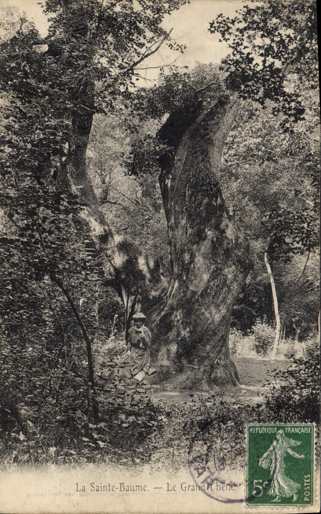 CPA Arbre La Sainte Baume Le grand chene