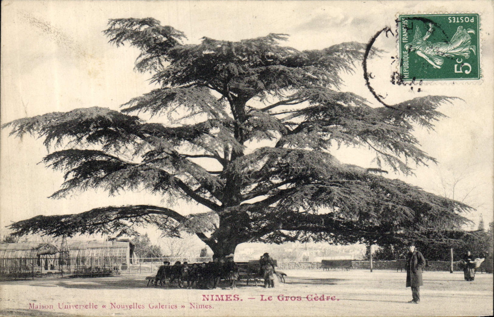 CPA Arbre Nimes Le gros cedre