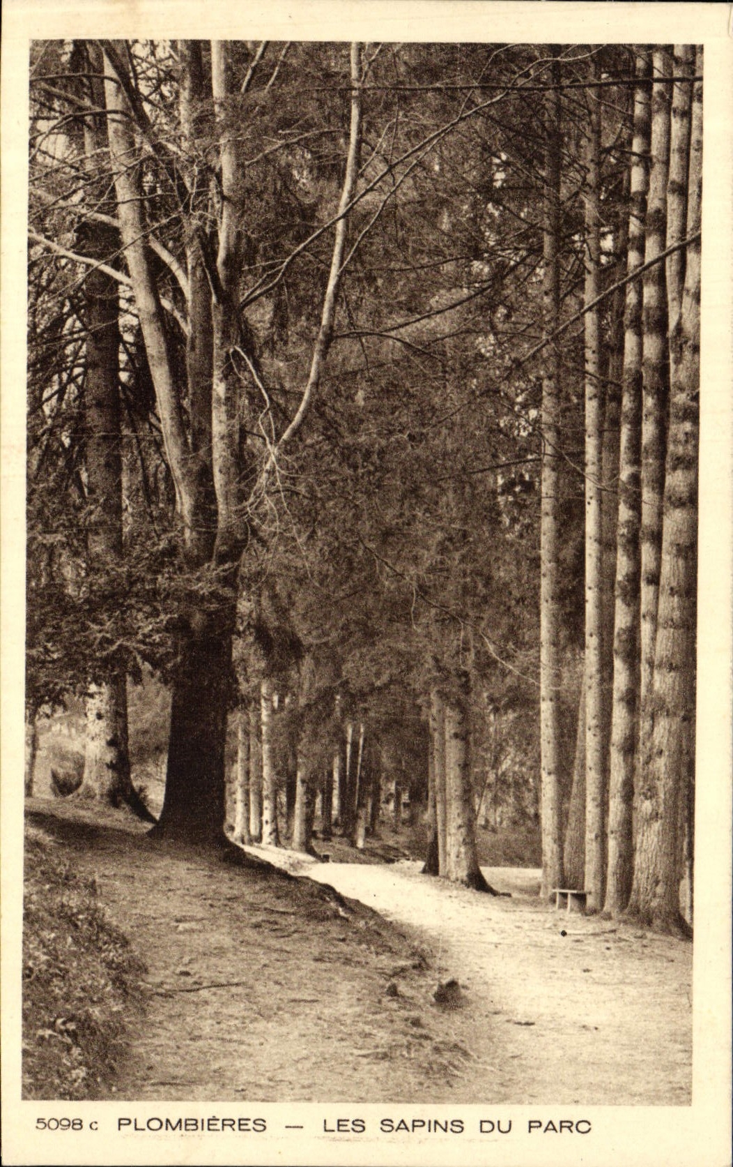 CPA Arbre Plombieres Les sapins du parc