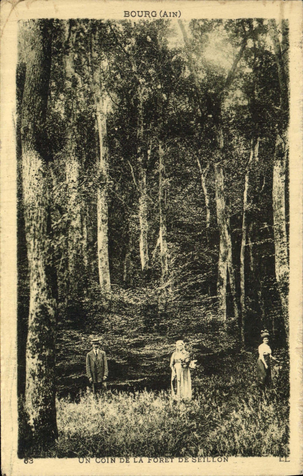 CPA Arbre Un coin de la foret de Seillon Bourg Ain