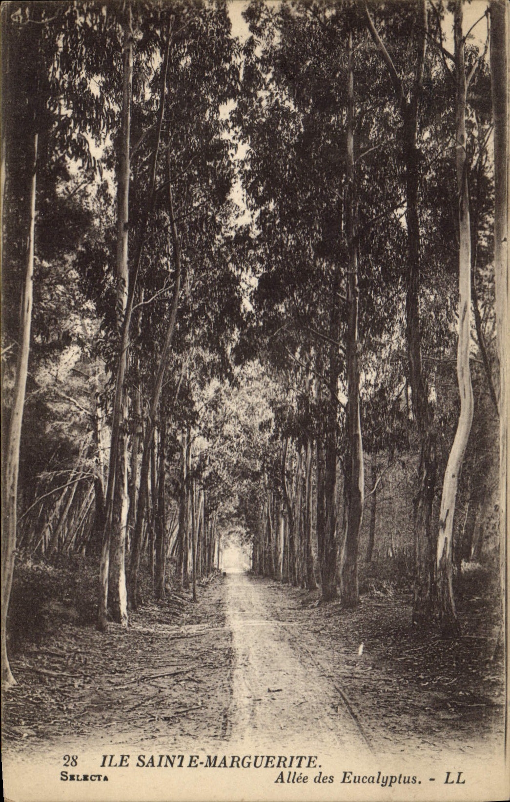 CPA Arbre Ile Sainte Marguerite Allee des Eucalyptus