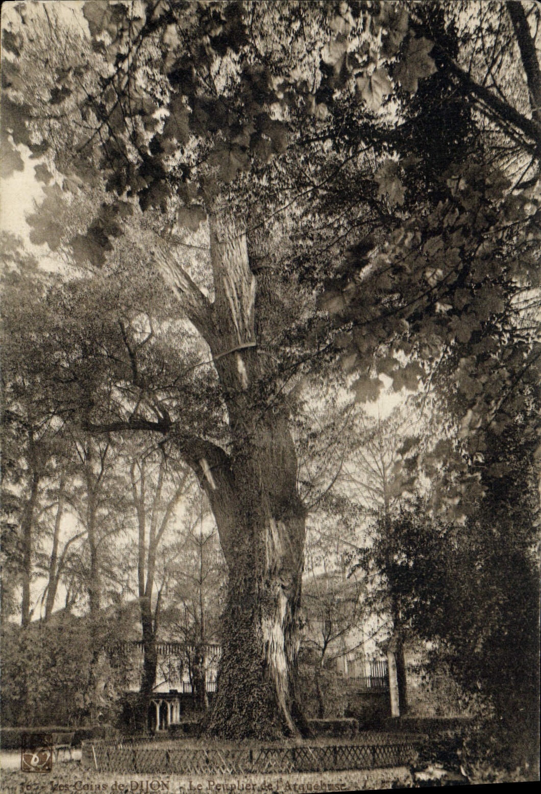 Postal Árbol las esquinas de Dijon el álamo del arquebuse