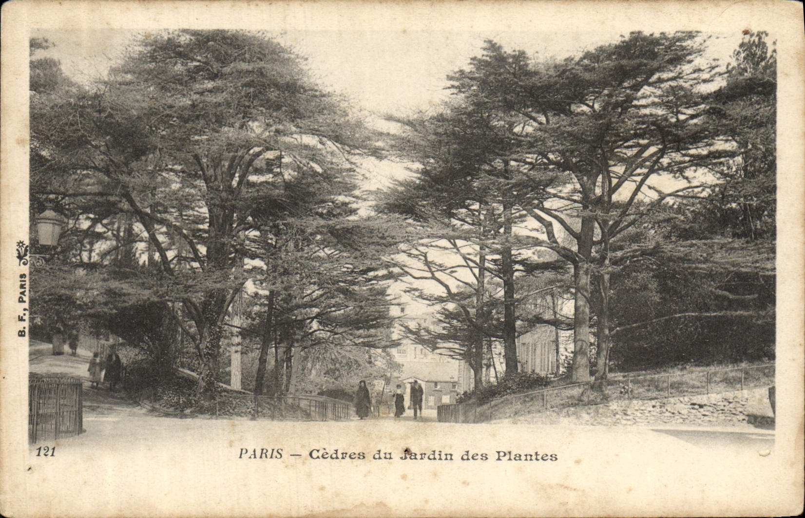CPA Arbre Paris Cedres du Jardin des plantes