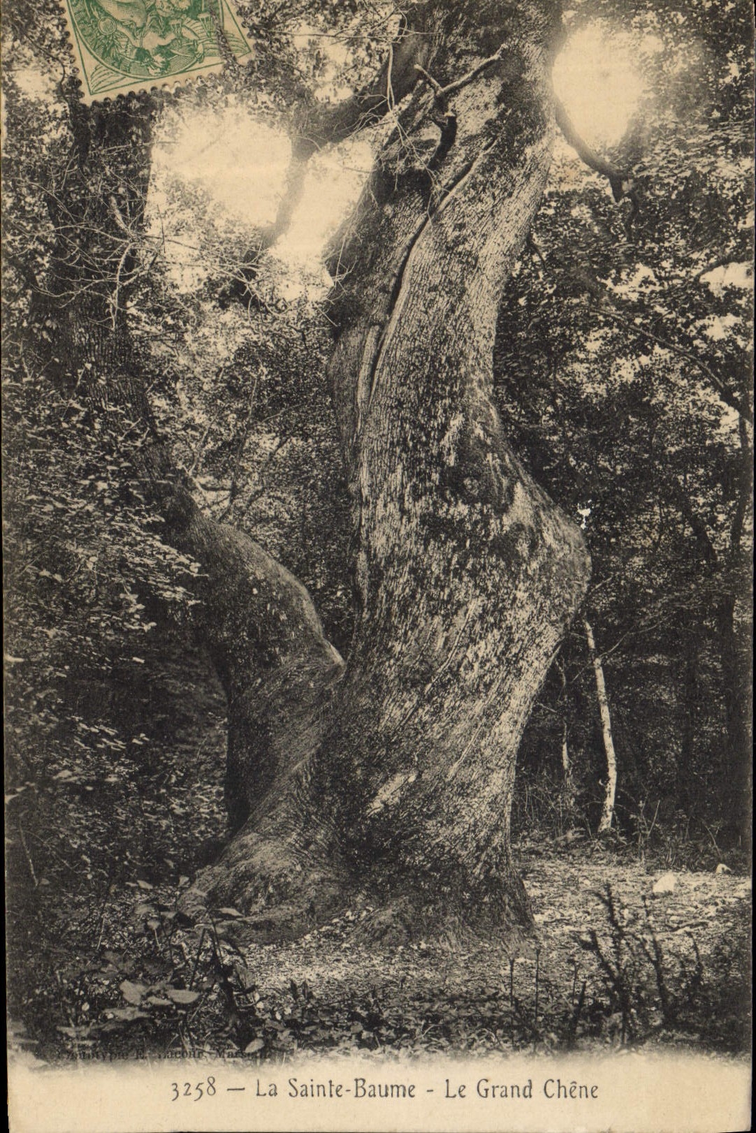 CPA Arbre La Sainte Baume Le grand chene