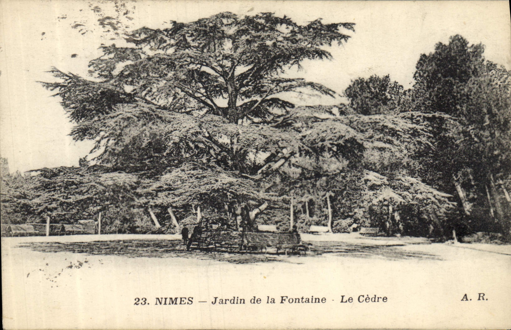 CPA Arbre Nimes Jardin de la fontaine Le cedre