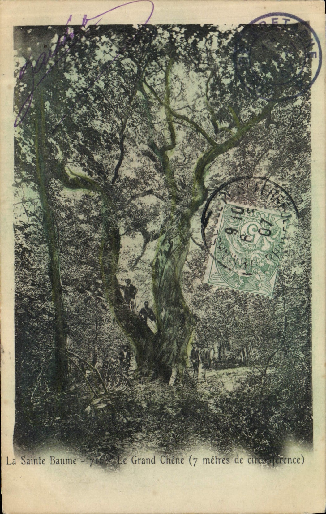 CPA Arbre La Sainte Baume Le grand chene