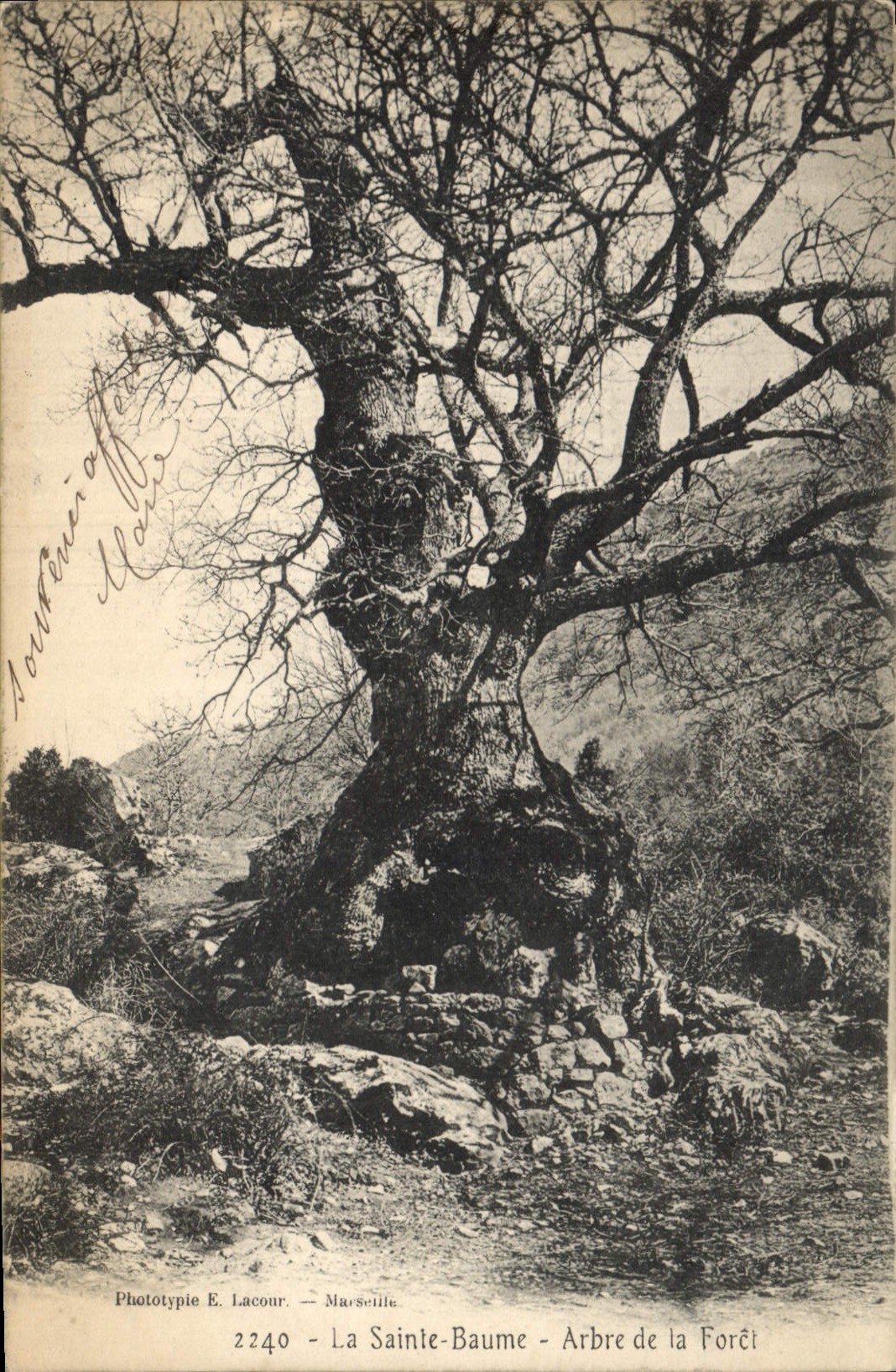 CPA Arbre La Sainte Baume Arbre de la foret