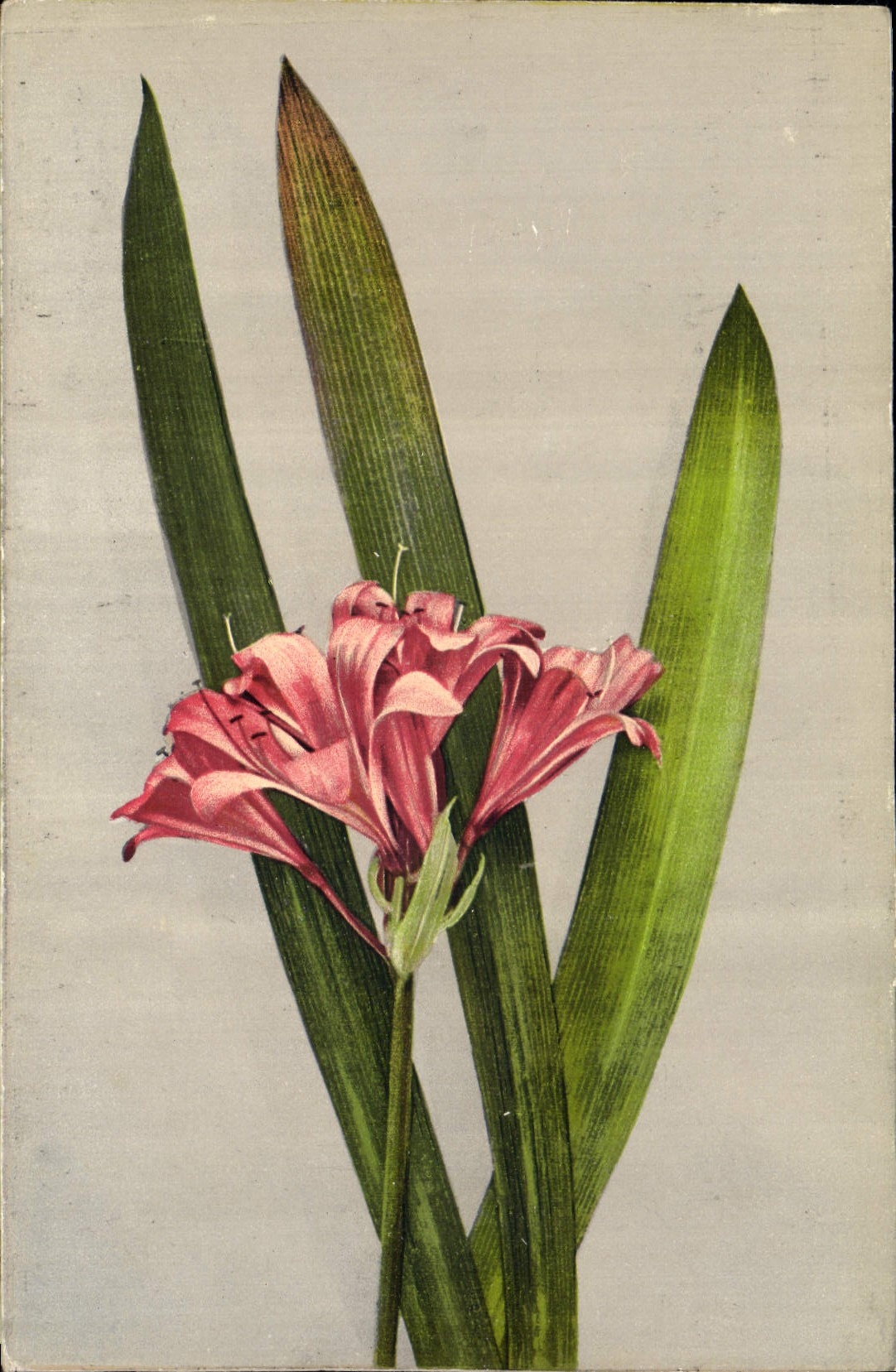 CPA Fantaisie Fleurs 