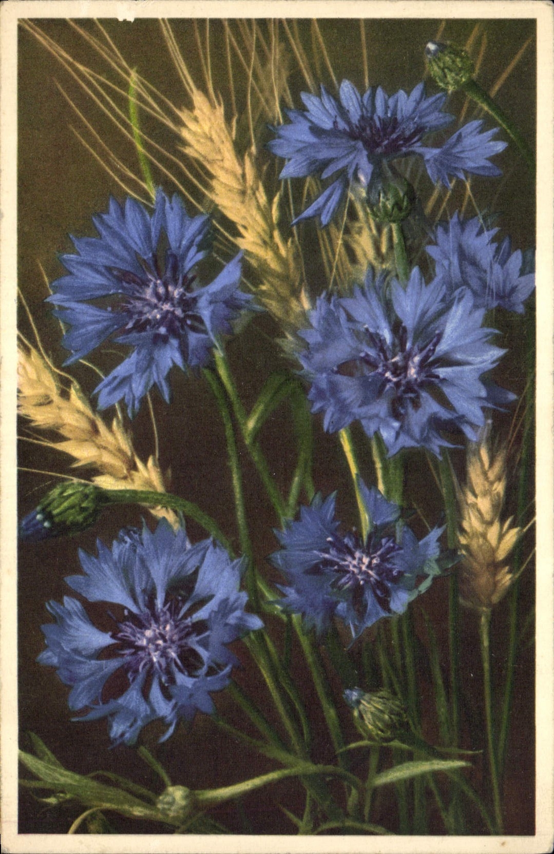 CPA Fantaisie Fleurs Centaures Cyanus