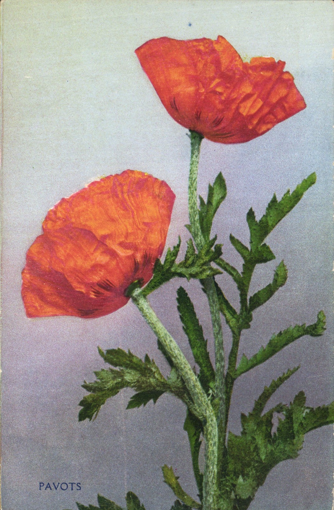 CPA Fantaisie Fleurs Pavots