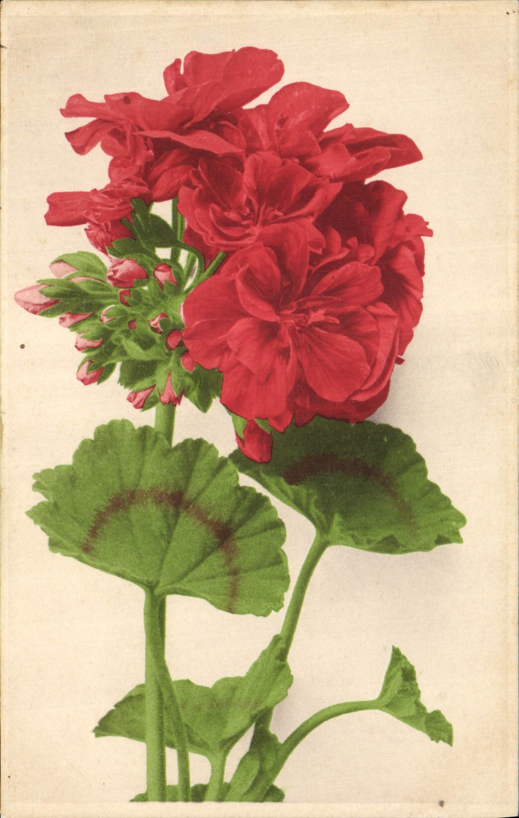 CPA Fantaisie Fleurs 