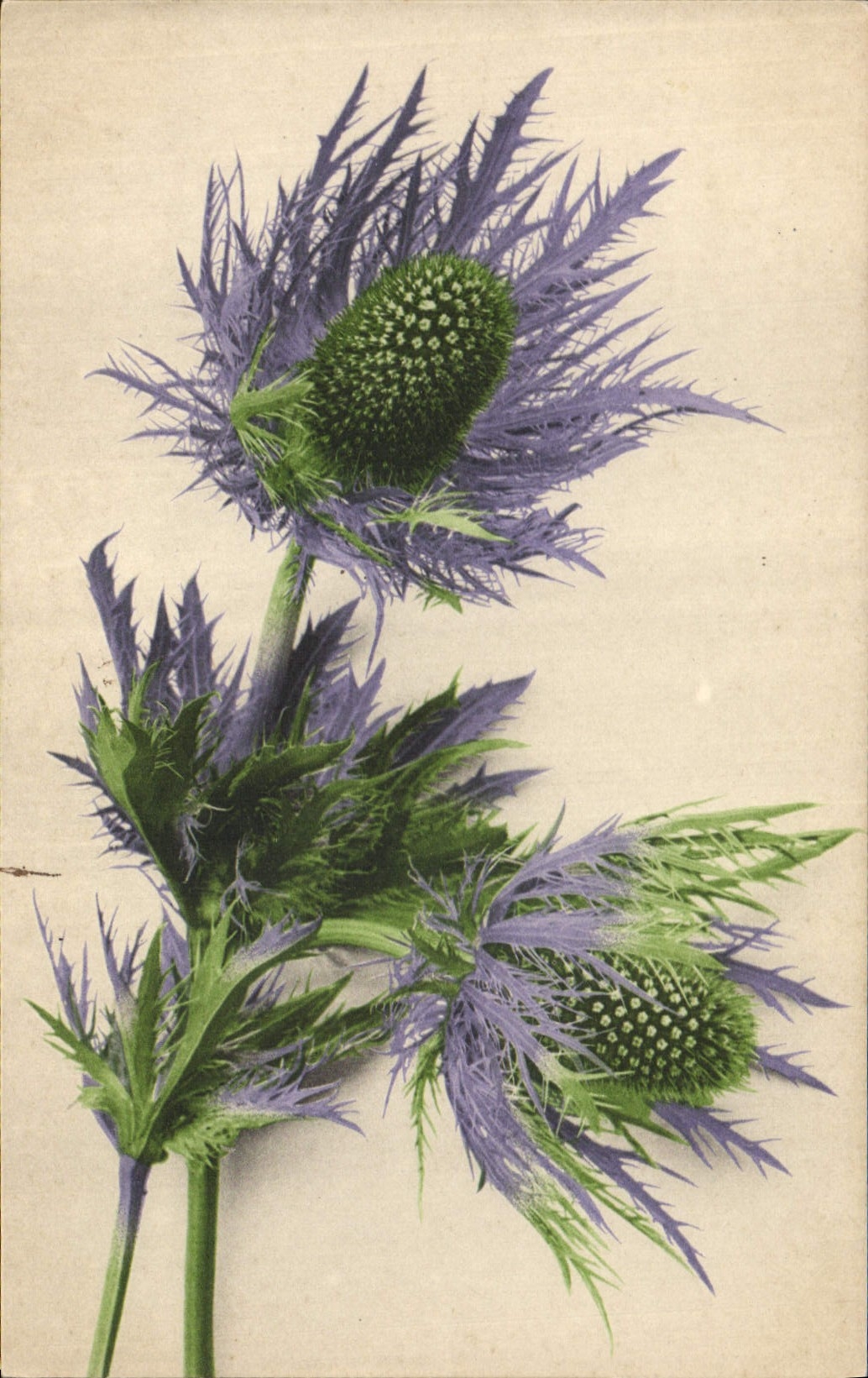 CPA Fantaisie Fleurs 