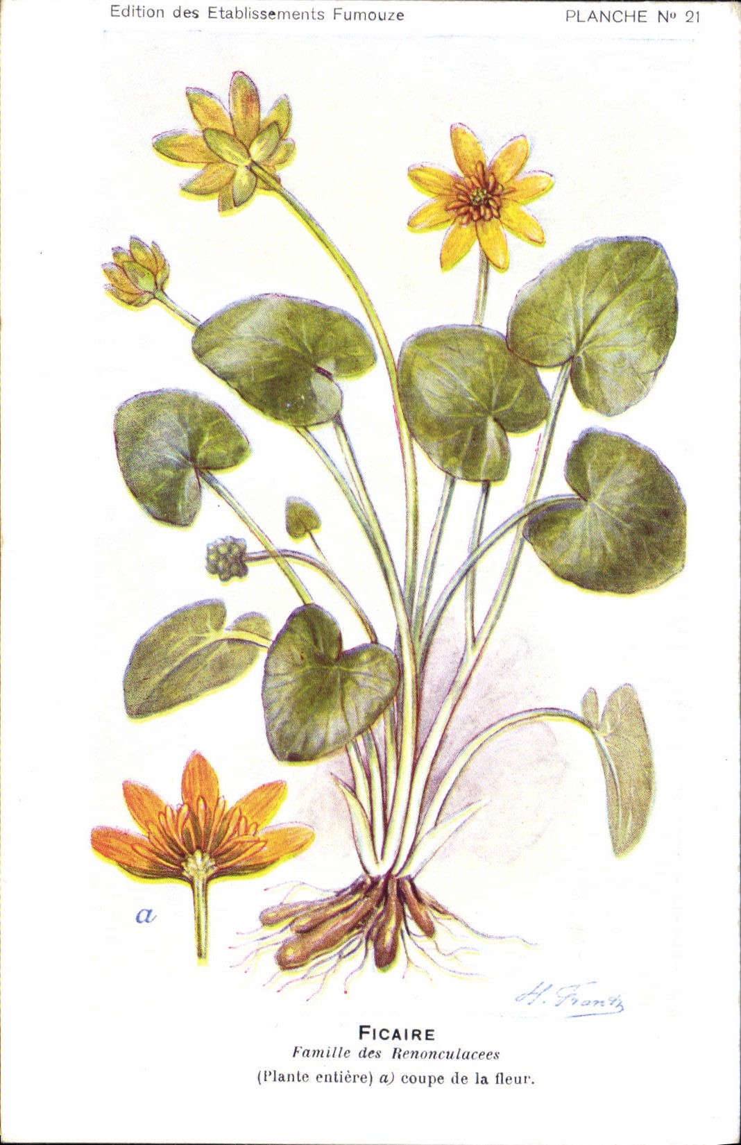 CPA Fantaisie Fleurs Ficaire Famille des Renonculacees