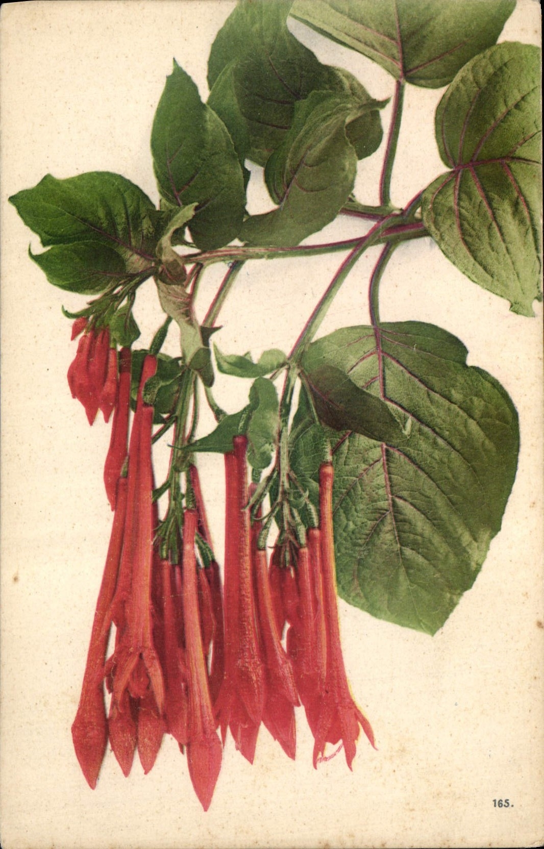 CPA Fantaisie Fleurs 