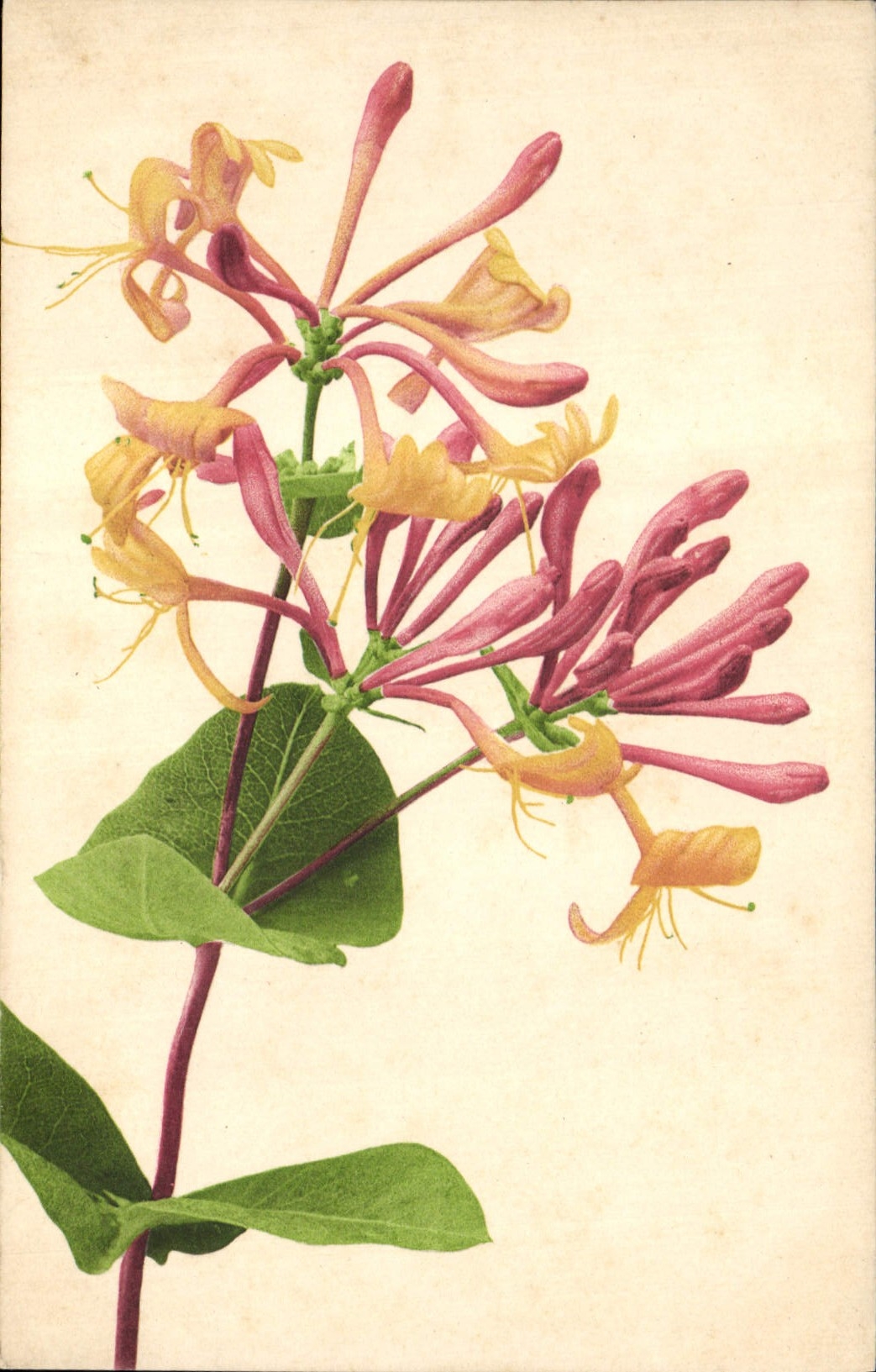 CPA Fantaisie Fleurs 