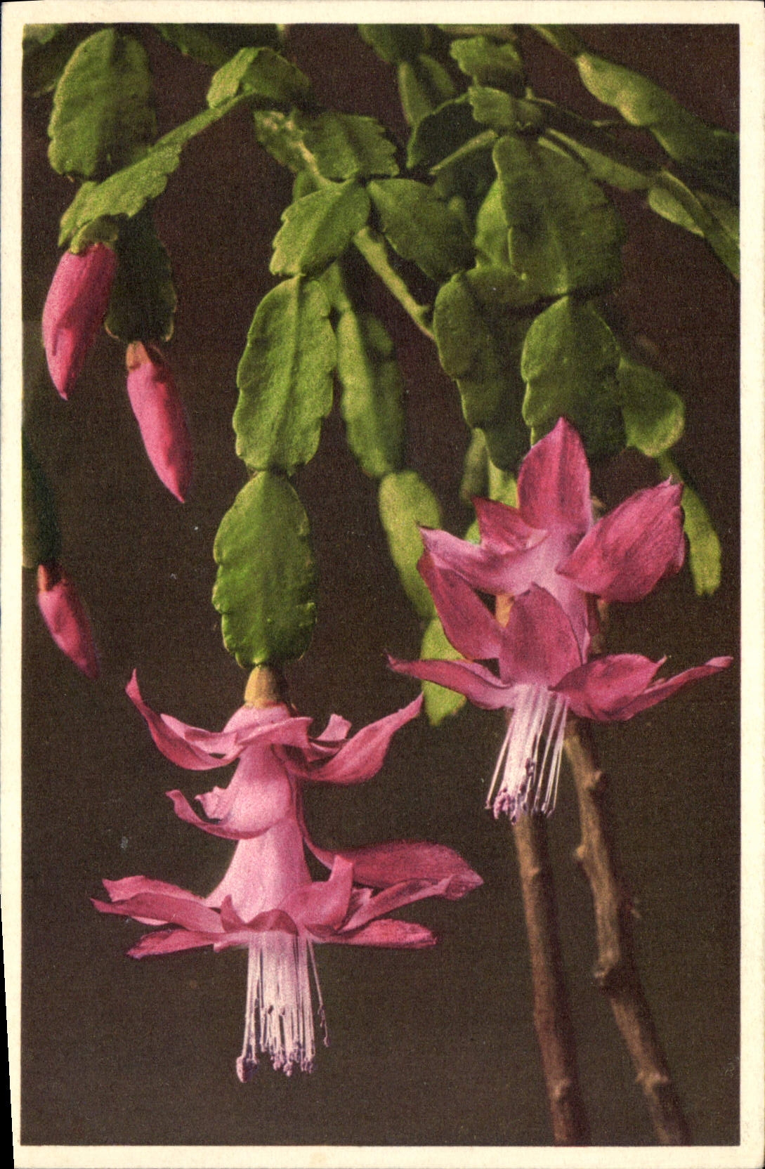 CPA Fantaisie Fleurs 