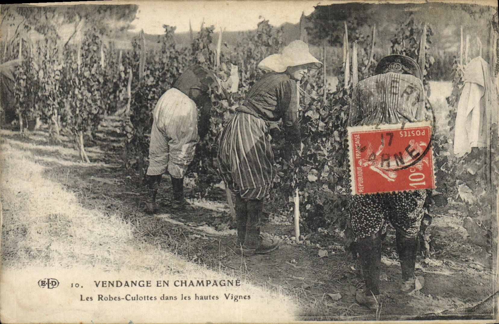 CPA Folklore Vin Vignobles Champagne Vendange en Champagne Les Robes Culottes dans les Hautes Vignes TOP