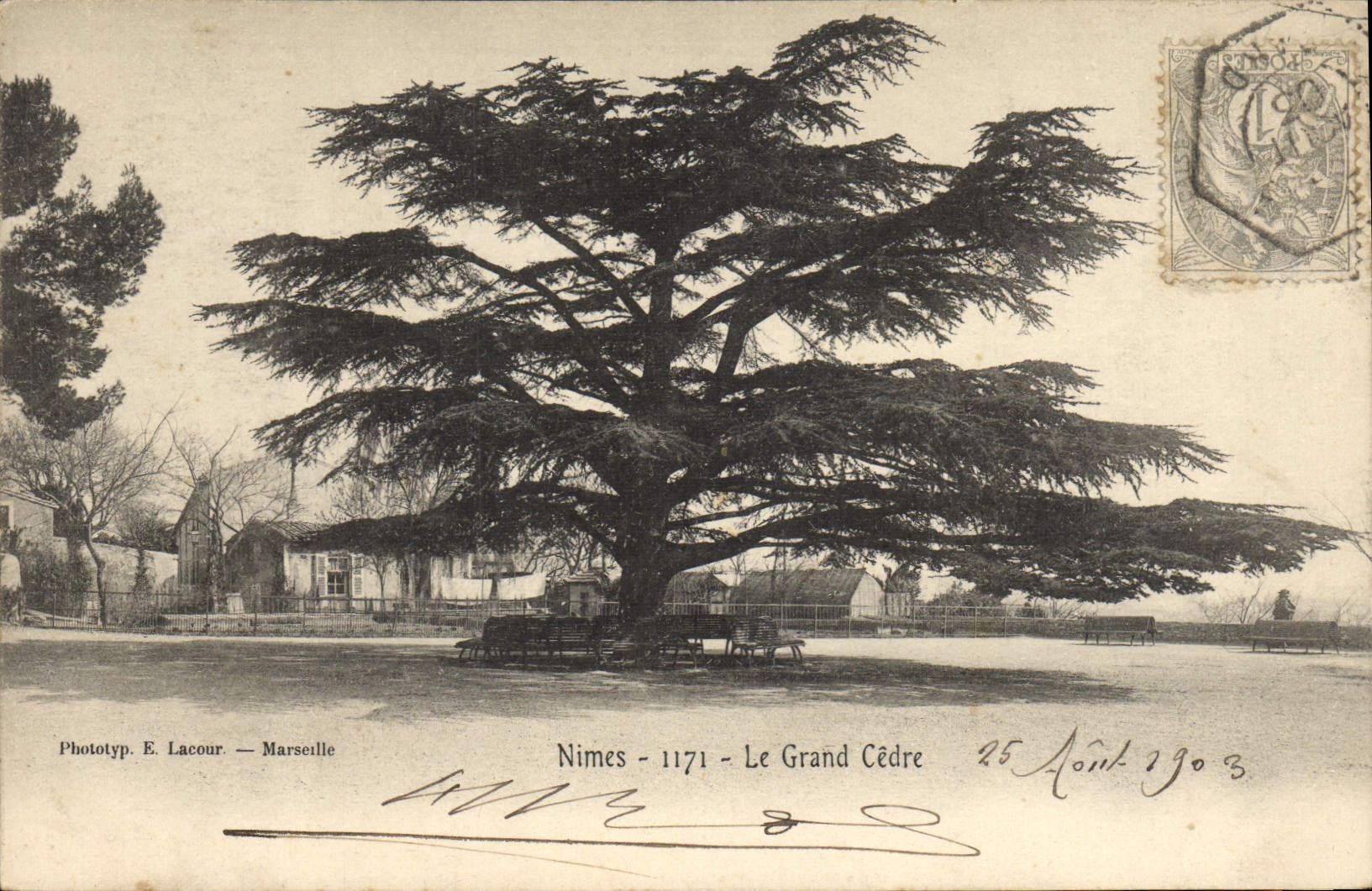 CPA Arbre Nimes Le grand cedre