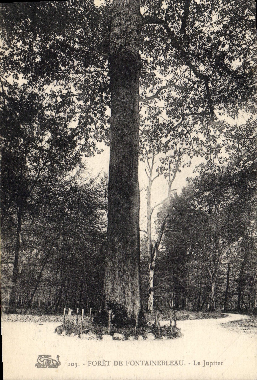 CPA Arbre Foret de Fontainebleau Le Jupiter