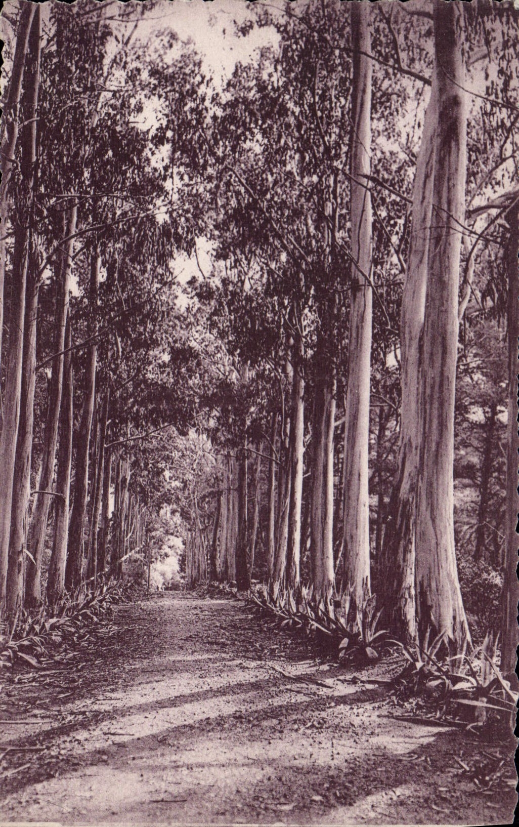 CPA Arbre Allee d'eucalyptus