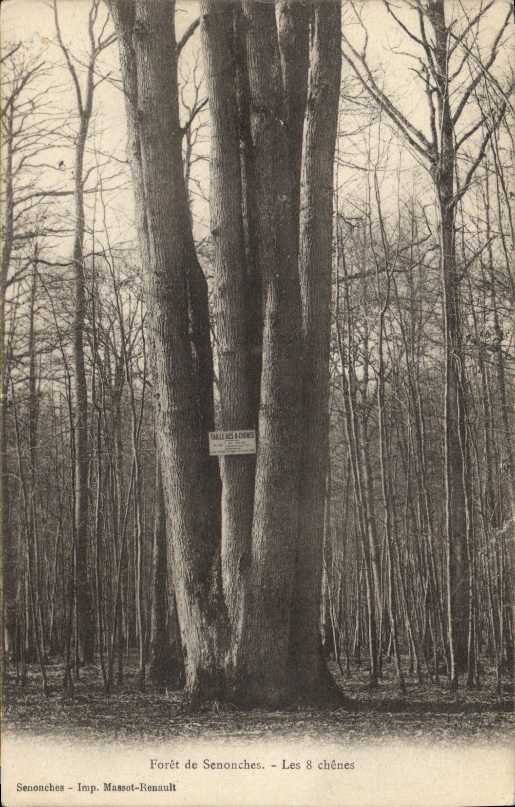 CPA Arbre Foret de Senonces Les 8 chenes
