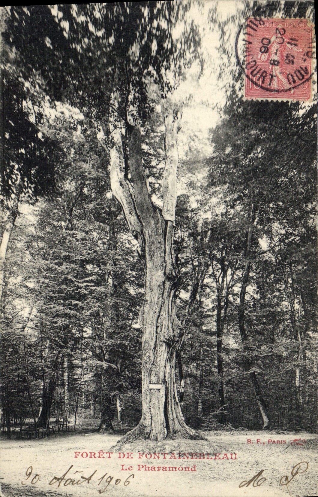 CPA Arbre Foret de Fontainebleau Le Pharamond