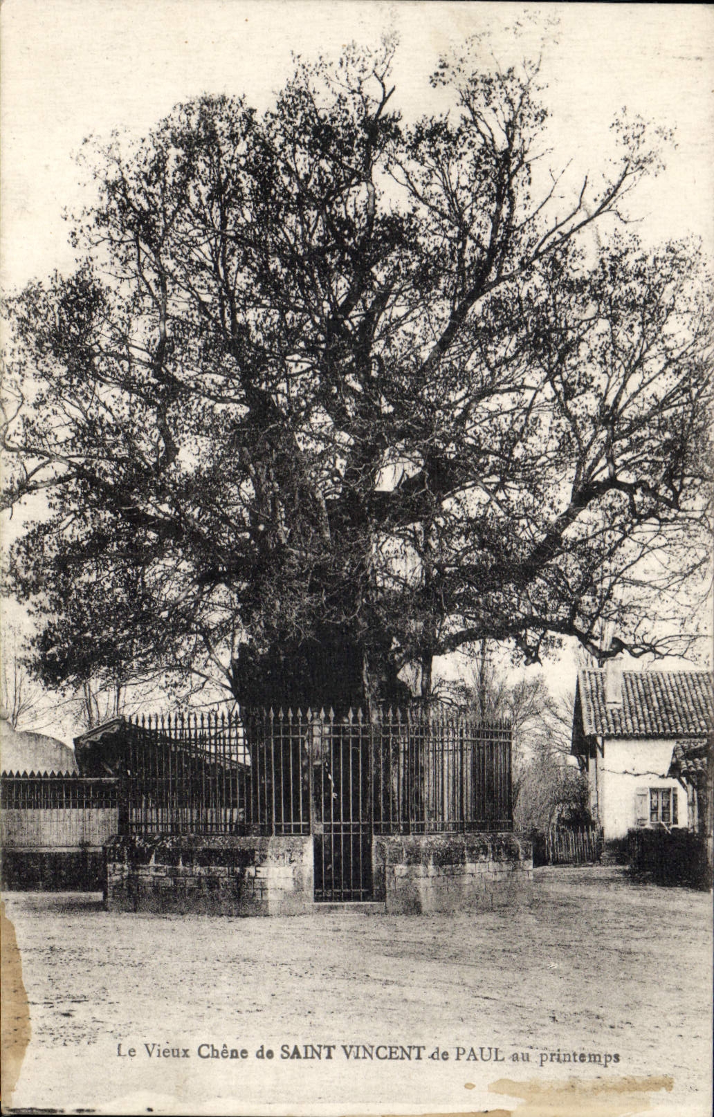 CPA Arbre Le vieux chene de Saint Vincent de Paul au printemps