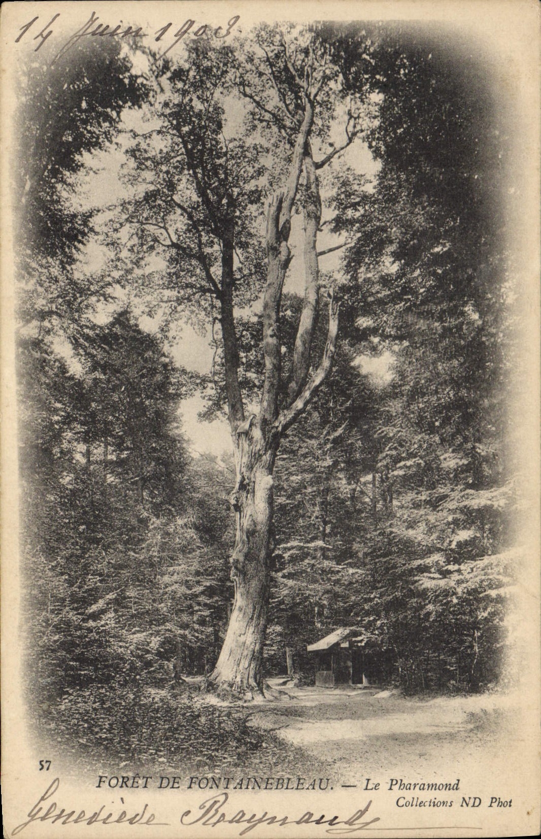 CPA Arbre Foret de Fontainebleau Le Pharamond