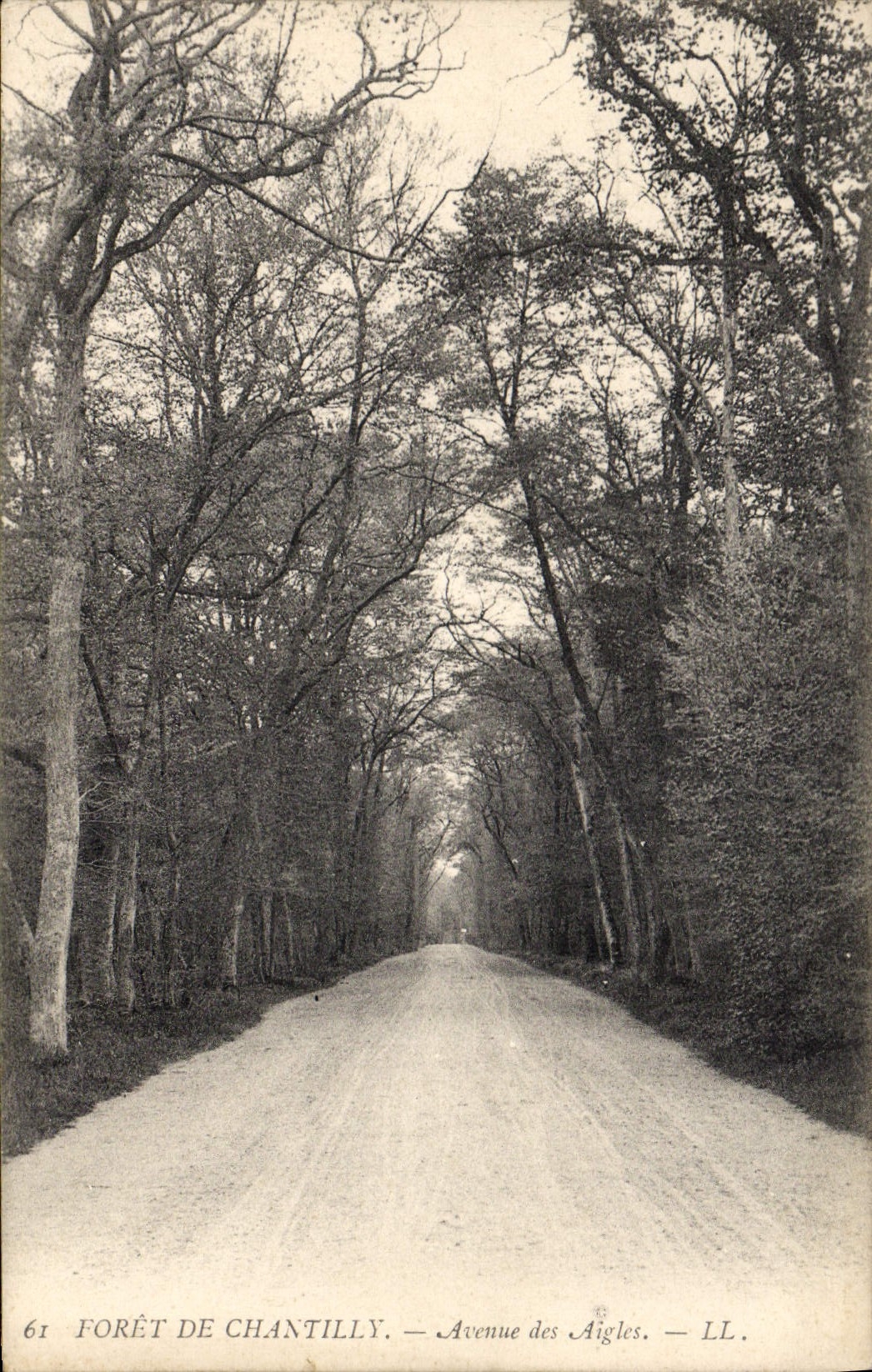 CPA Arbre Foret de Chantilly Avenue des aigles
