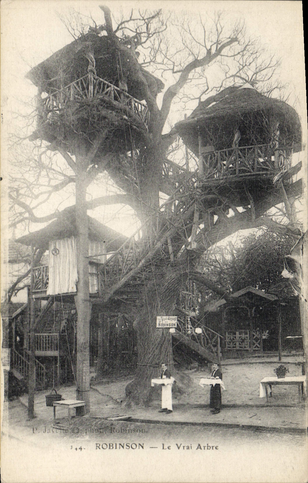CPA Arbre Robinson Le vrai arbre