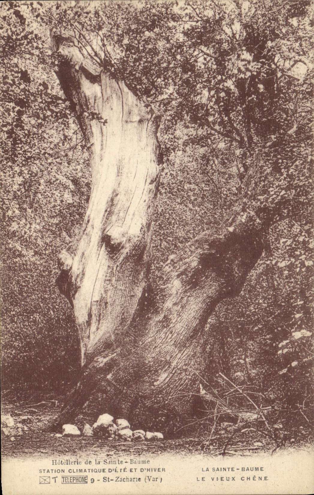 CPA Arbre La Sainte Baume Le vieux chene