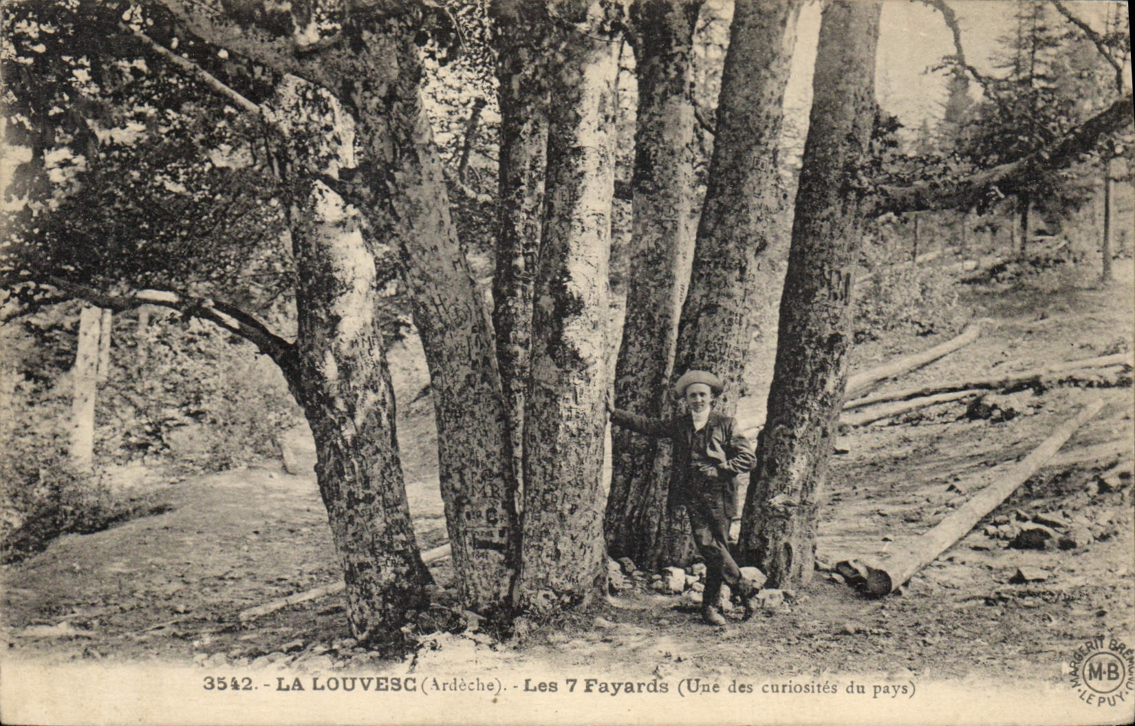 Vintage Postcard Tree Louvesc 7 beeches