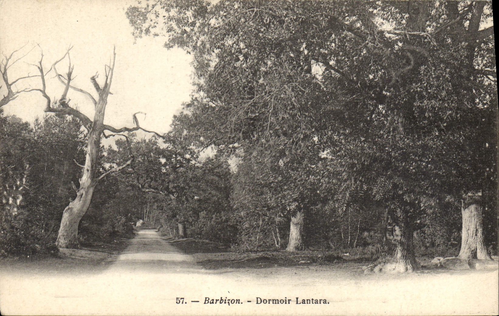 CPA Arbre Barbizon Dormoir Lantara