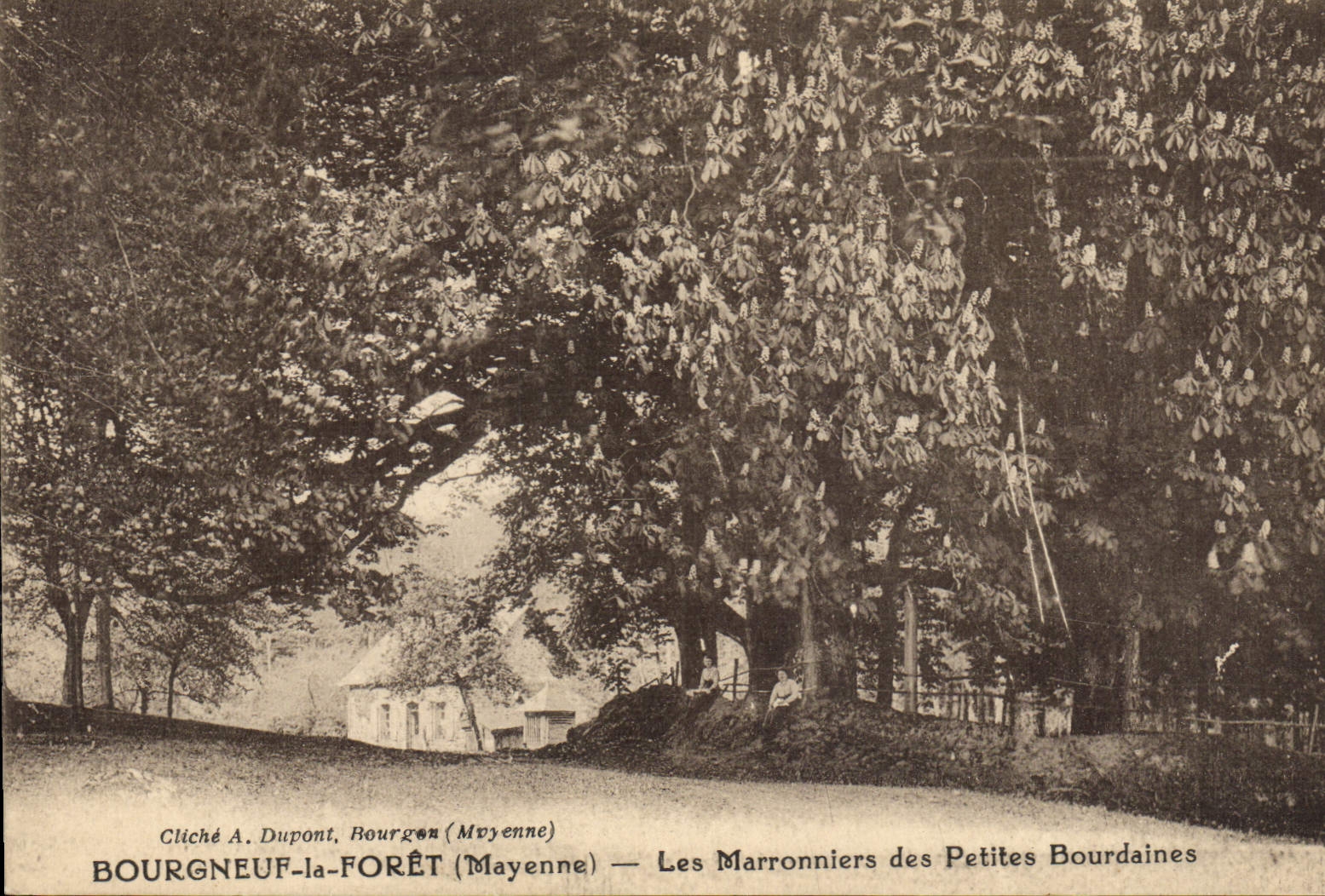 Vintage Postcard Bourgneuf Tree the Mayenne Drill chestnut trees of Small Bourdaines