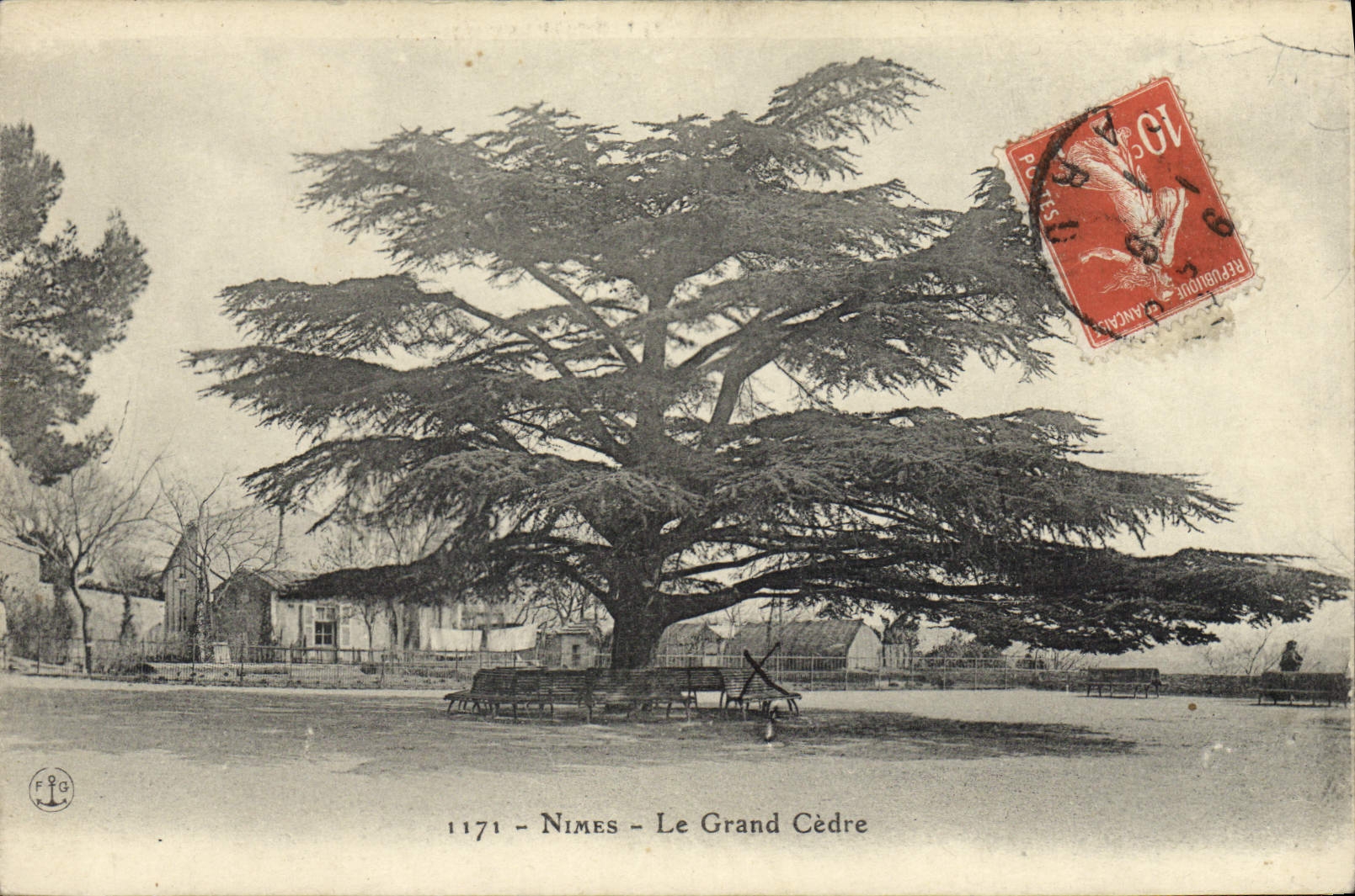 CPA Arbre Nimes Le grand cedre 