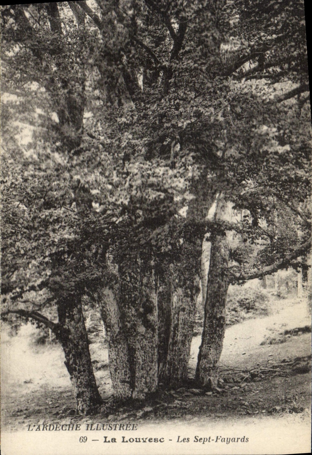CPA Arbre La Louvesc Les Sept Fayards