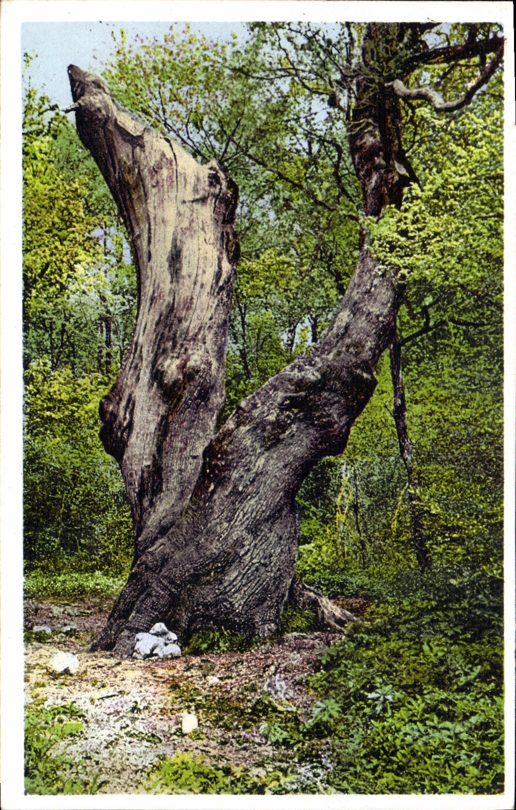 CPA Arbre La Sainte Baume Le grand chene