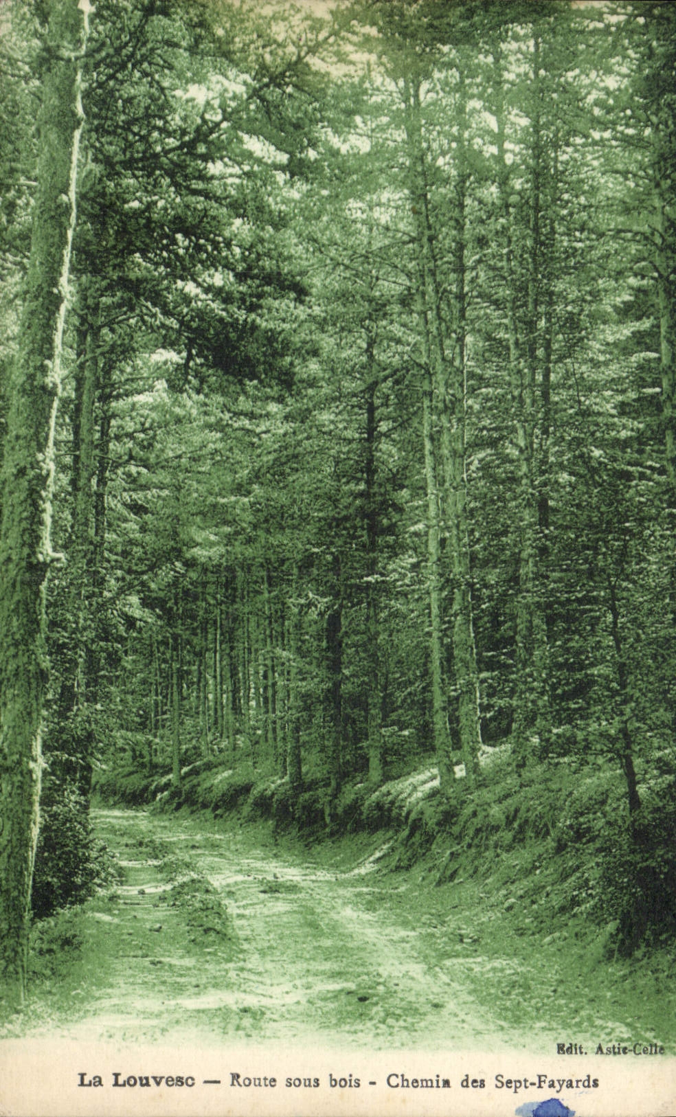 CPA Arbre La Louvesc Route sous bois Chemin des Sept Fayards