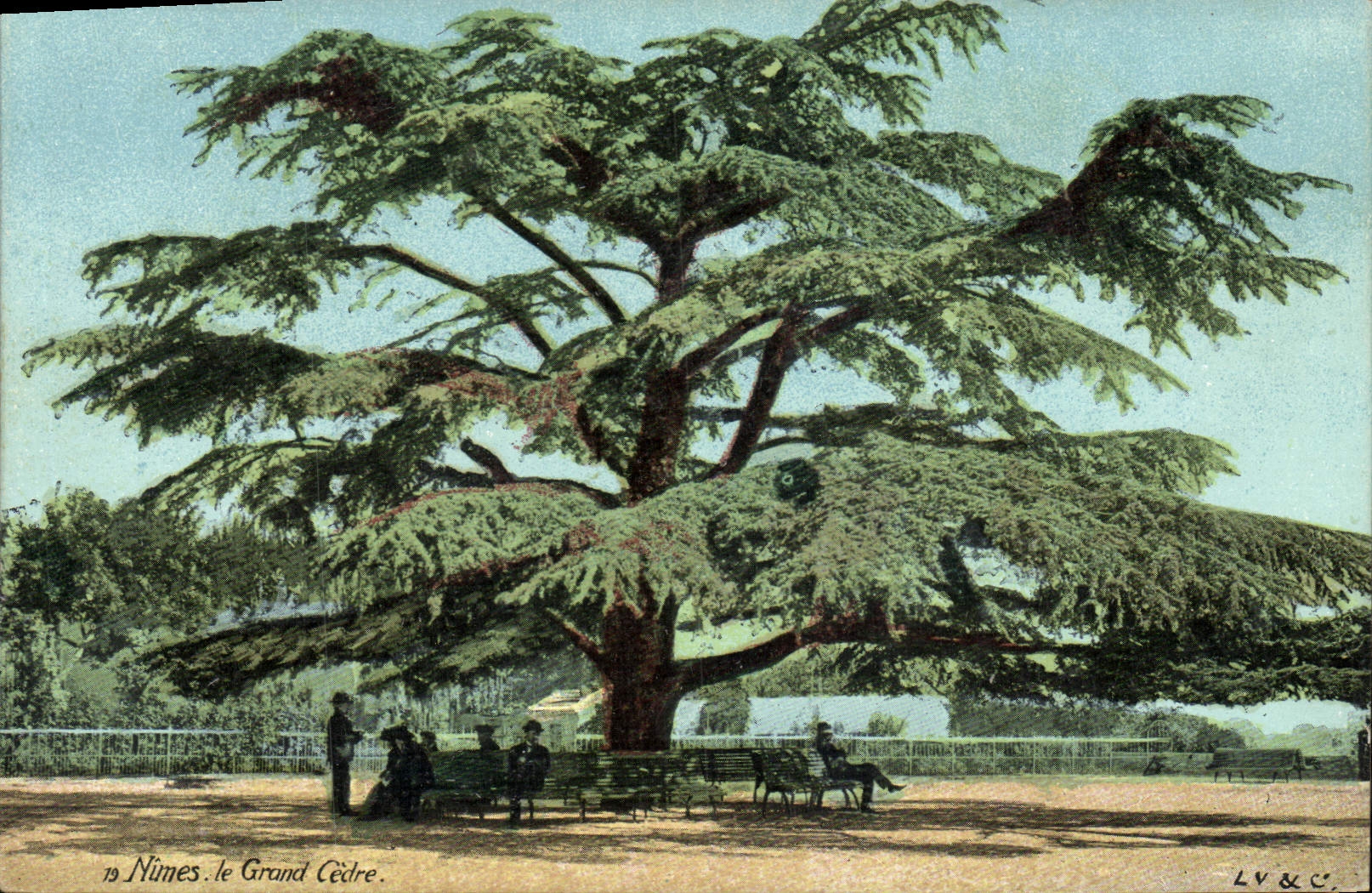 CPA Arbre Nimes Le grand cedre 
