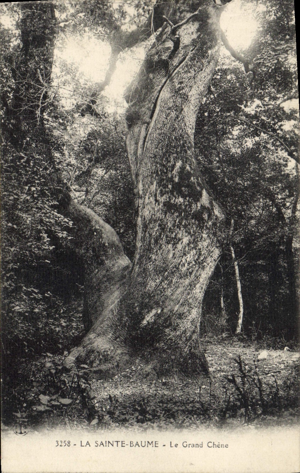 CPA Arbre La Sainte Baume Le grand chene