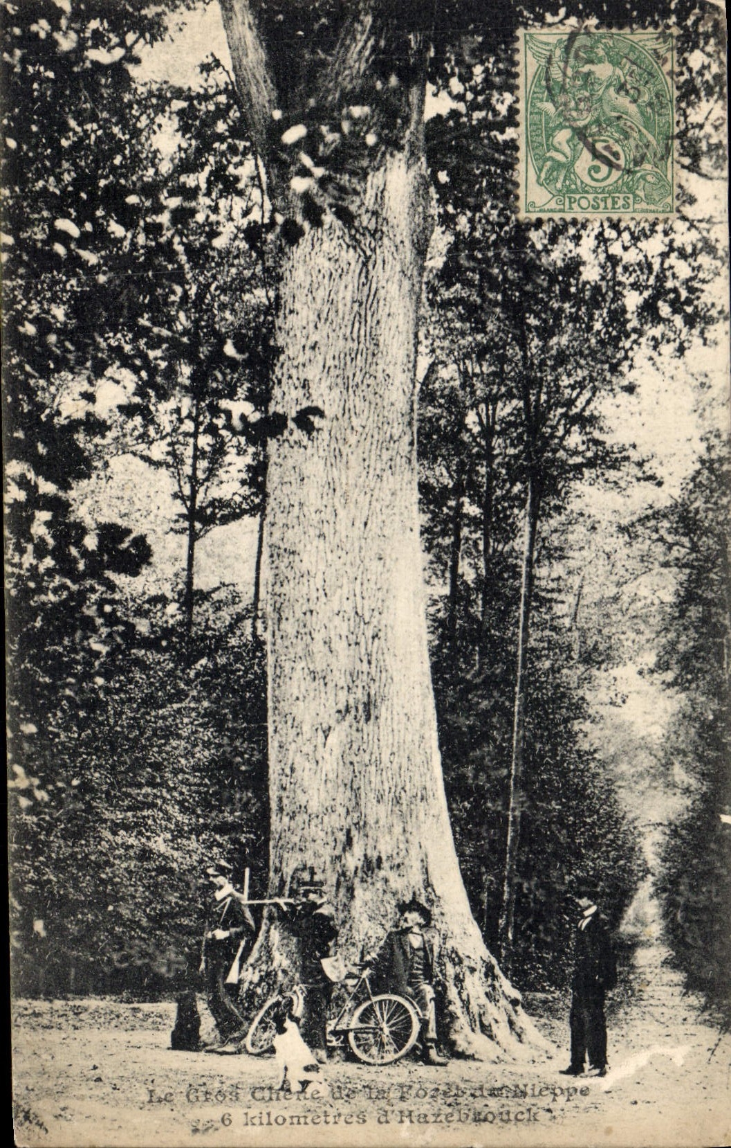 Vintage Postcard Tree the large oak of the drill of Nieppe