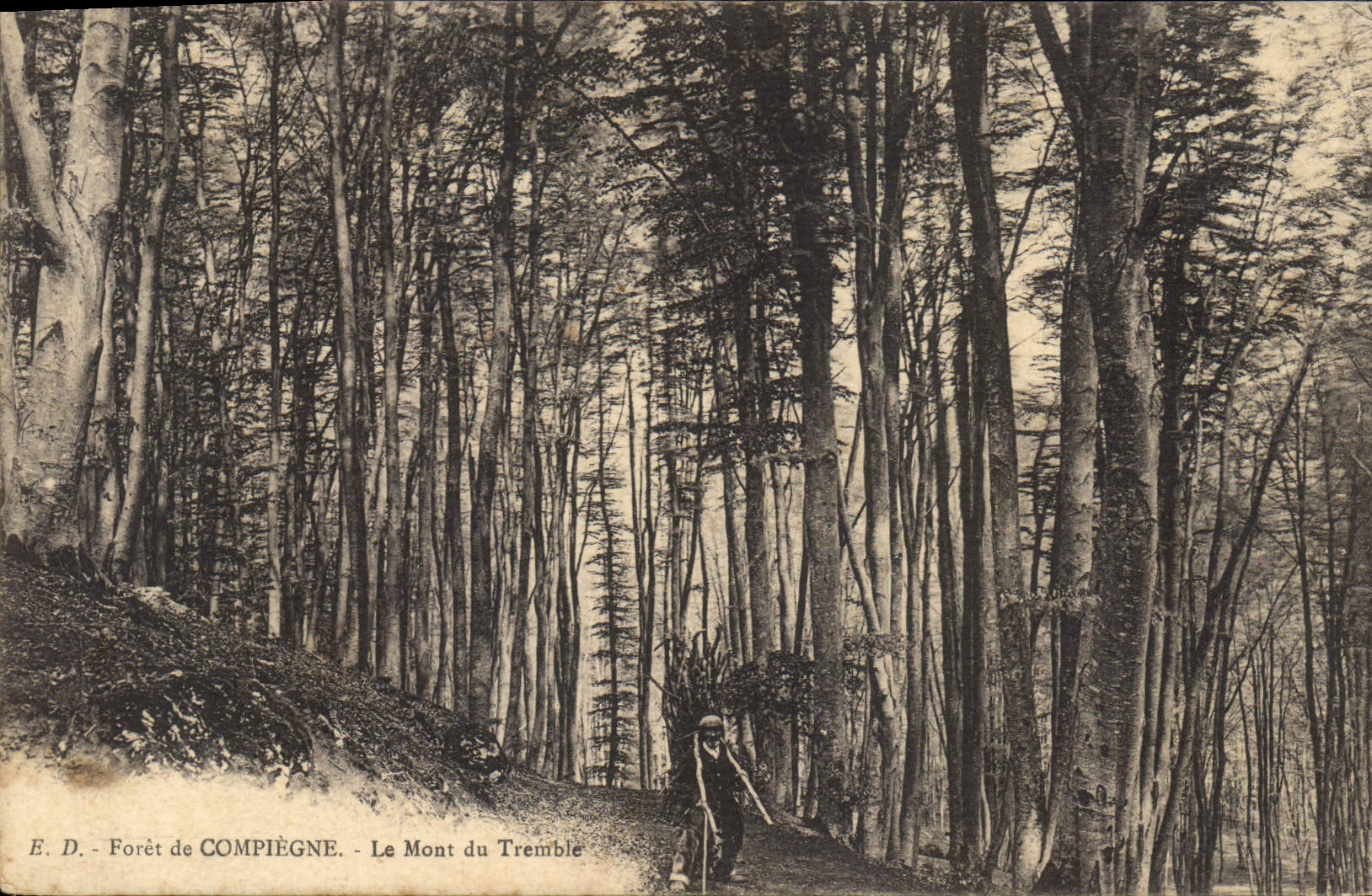 CPA Arbre Foret de Compiegne Le Mont du Tremble